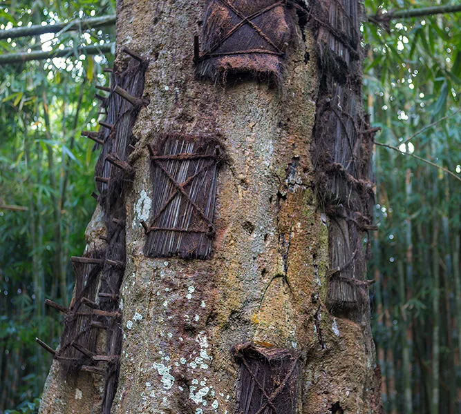 “El último abrazo de la naturaleza”