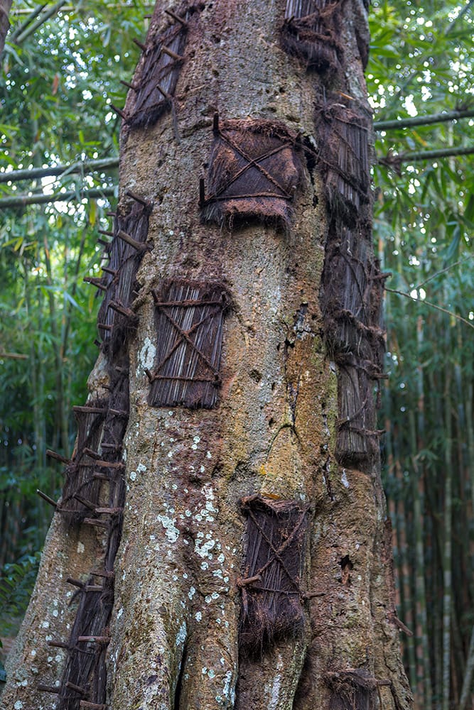 “ El último abrazo de la naturaleza”
