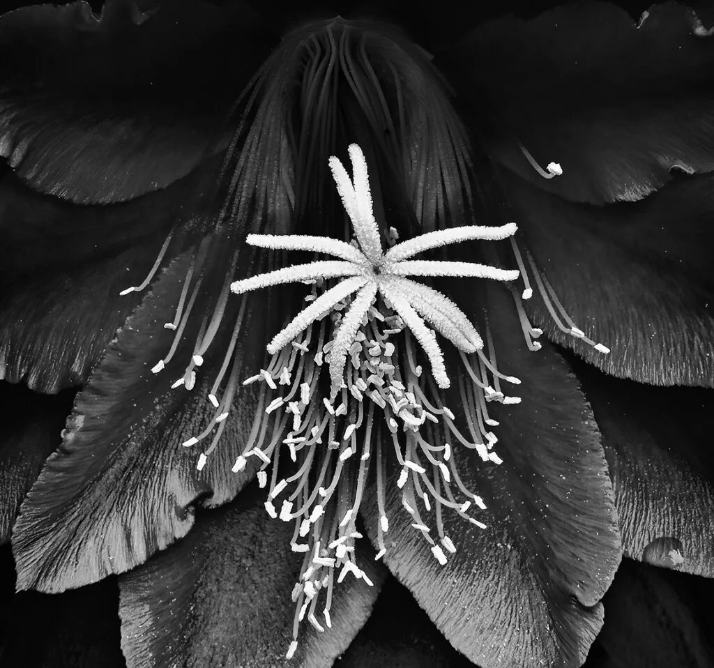 Flores de mi jardín