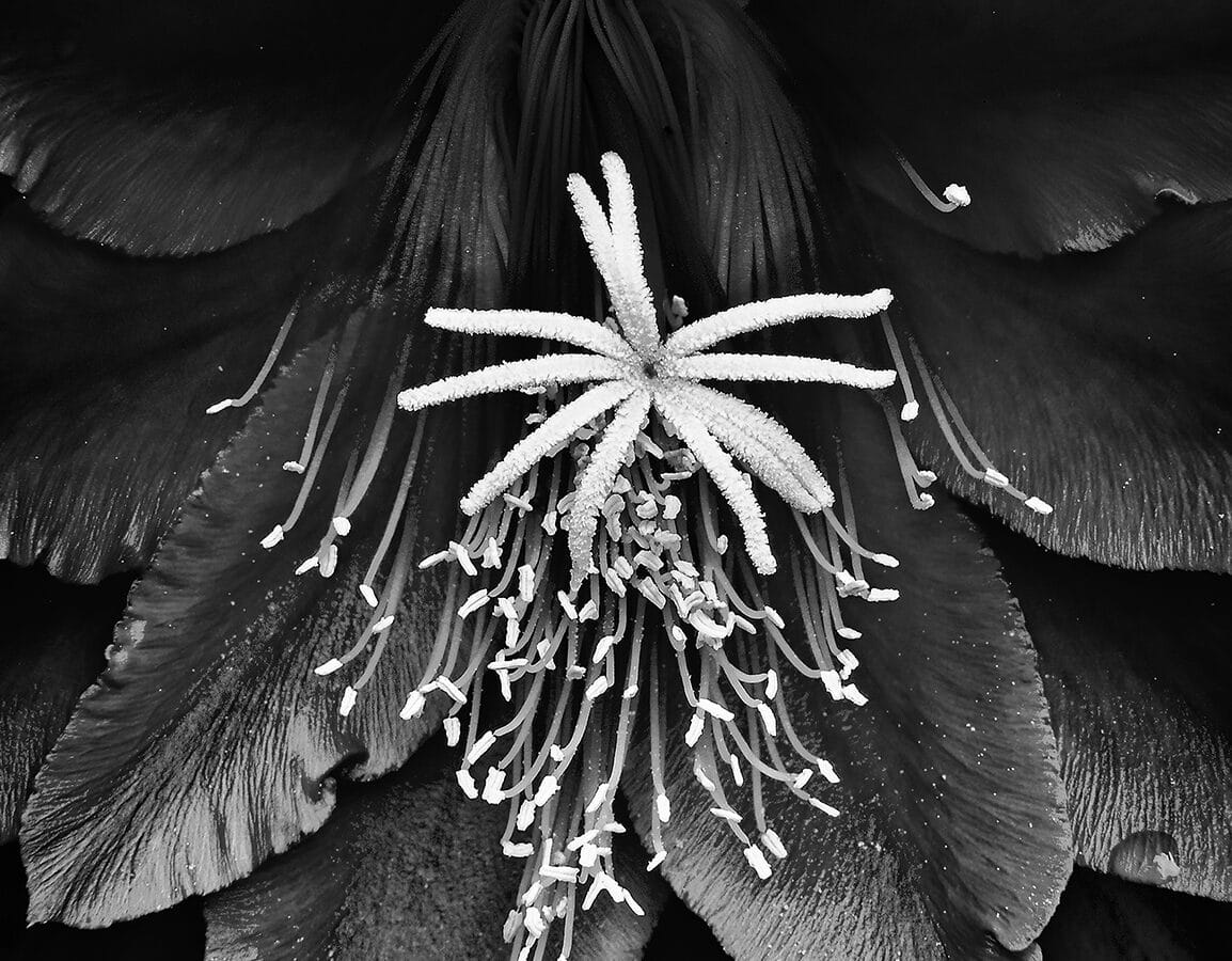 Flores de mi jardín