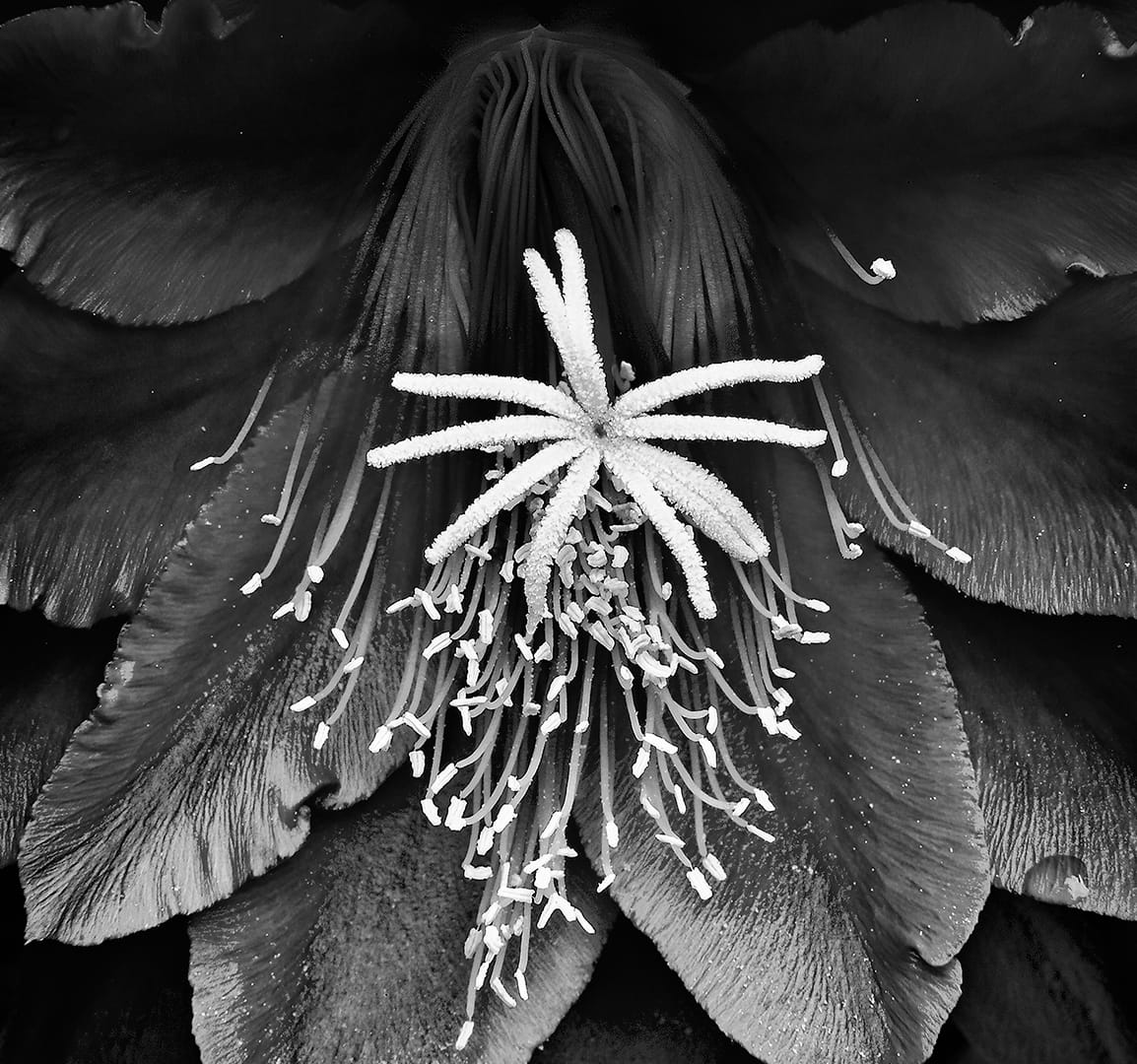 Flores de mi jardín